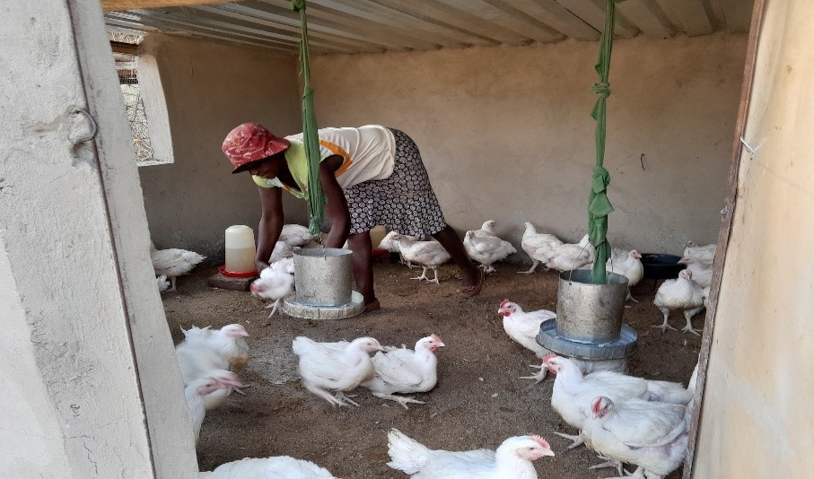 Water and power crises have hit the poultry business negatively, particularly broiler chicken farming in Bulawayo.